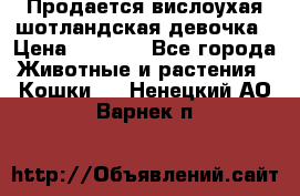 Продается вислоухая шотландская девочка › Цена ­ 8 500 - Все города Животные и растения » Кошки   . Ненецкий АО,Варнек п.